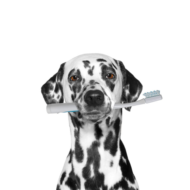 dog holding a toothbrush Smile Care Family Dentistry Blog