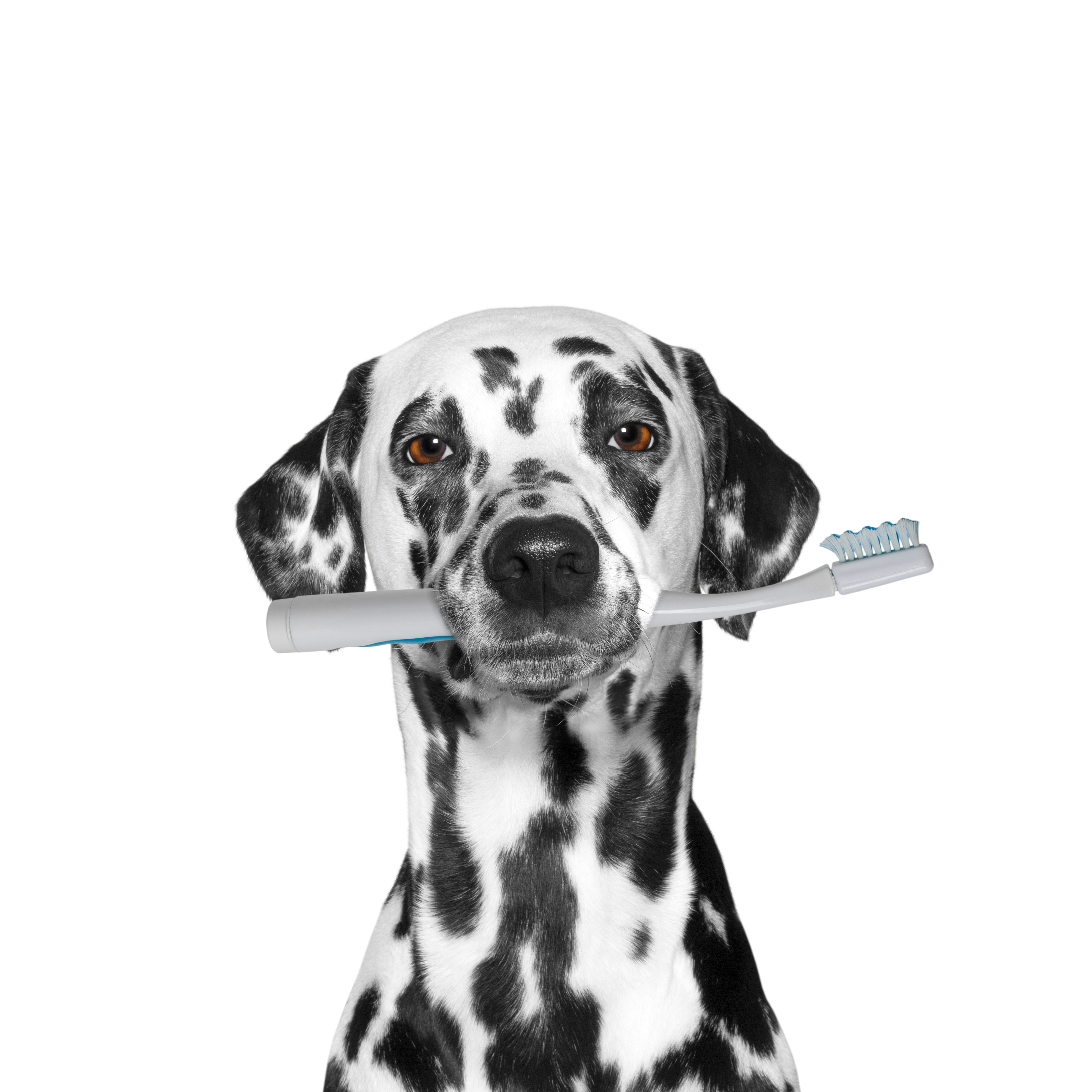 dog holding a toothbrush Smile Care Family Dentistry Blog